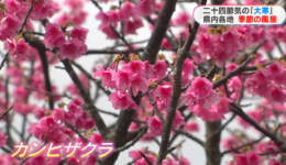 寒さの中に春の気配　梅・桜が咲き、出水では「初のり」も旬迎える