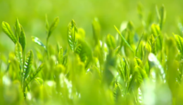 鹿児島県、荒茶生産量で2年連続の日本一！初の3万トン台へ